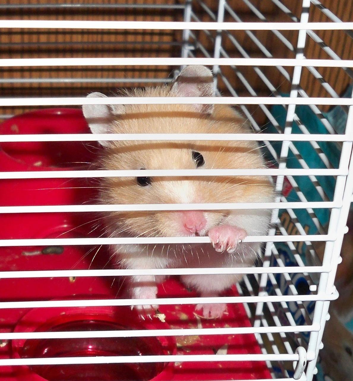 hamster, caged, pet, rodent, nature, mouse, animal